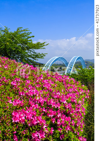 Shinsaikai Bridge and Azalea [Saikai City, Nagasaki Prefecture] 41737923