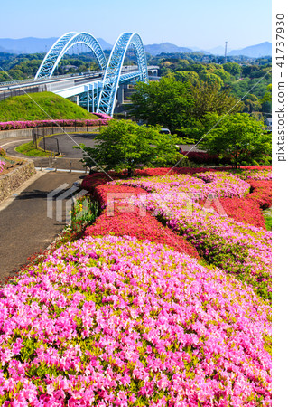 Shinsaikai Bridge and Azalea [Saikai City, Nagasaki Prefecture] 41737930