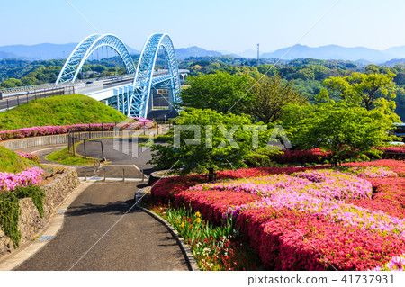Shinsaikai Bridge and Azalea [Saikai City, Nagasaki Prefecture] 41737931