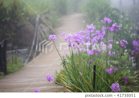 路邊的紫花 41738051