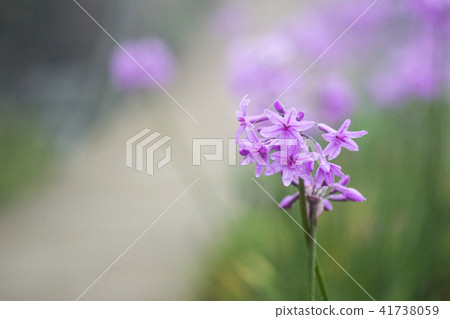 路邊的紫花 41738059