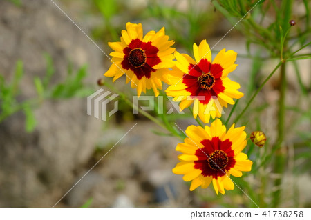 Wildflowers of Kawahara 41738258