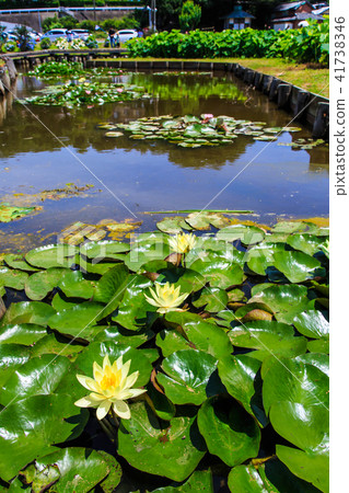 Tanba Hasu花園睡蓮花[長崎縣諫早市] 41738346