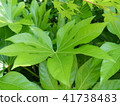 I took a lively leaf while walking in the park. 41738483
