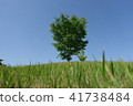 I took a picture of the park 's mouth against the background of the blue sky. 41738484