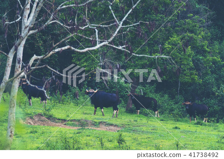 gaur in the tropical forest, wildlife in Thailand gaur in the tropical forest, wildlife in Thailand 41738492