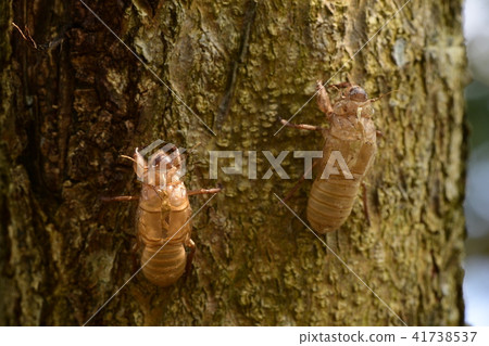 Beautiful nature scene macro cicada molting Beautiful nature scene macro cicada molting 41738537