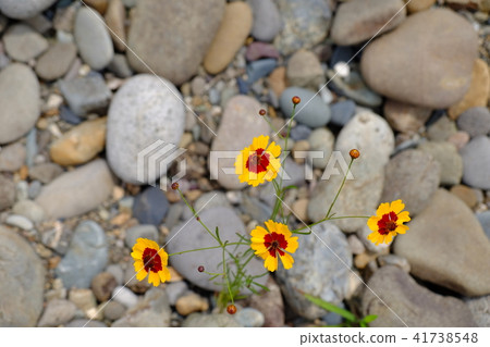 Wildflowers of Kawahara Wildflowers of Kawahara 41738548