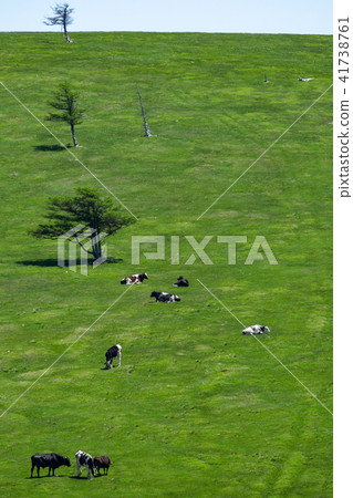 Cow in grazing Mihigahara highland 41738761