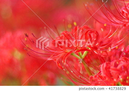 Cluster amaryllis Cluster amaryllis 41738829