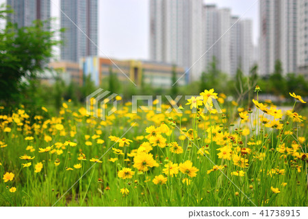 Incheon Cheongra Lake Park, Geumgwajuk, flowers, summer flowers, yellow flowers, Incheon Cheongra Lake Park, Geumgwajuk, flowers, summer flowers, yellow flowers, 41738915