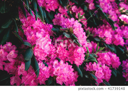 Rhododendron flower pattern. Rhododendron flower pattern. 41739148