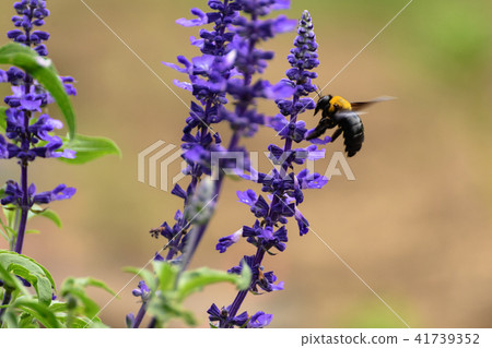 Blue salvia and bear 41739352