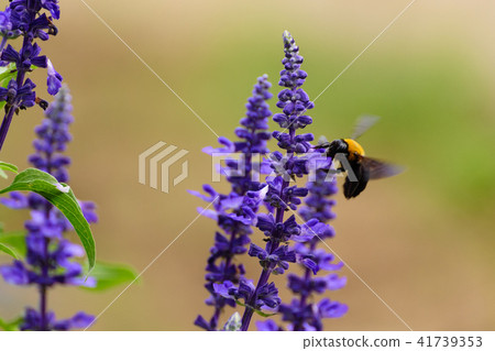 Blue salvia and bear 41739353