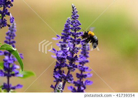 Blue salvia and bear 41739354