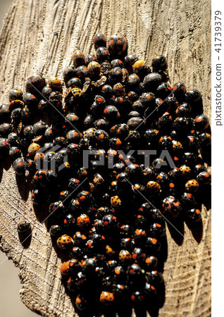 Overwintering of lady beetle 41739379