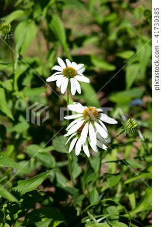 White Echinacea flower 41739385