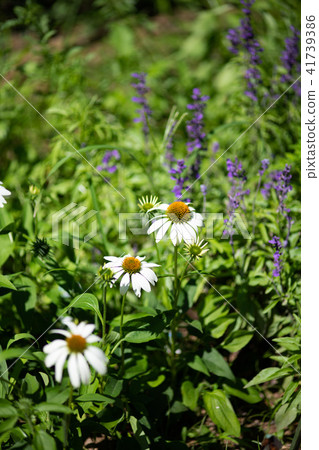 White Echinacea flower 41739386