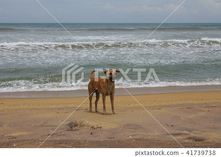 A dog stands on a sandy ocean beach 41739738