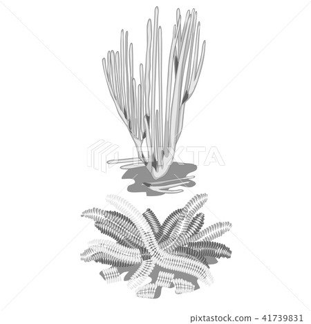 Set of extinct discolored algae isolated on white background. Vector cartoon close-up illustration. 41739831