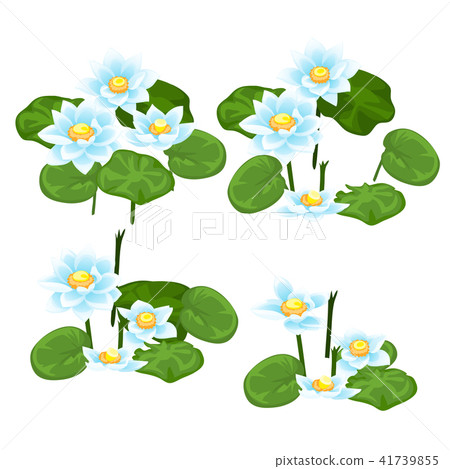 Set of stages for the destruction of landings of blue water Lily isolated on white background 41739855