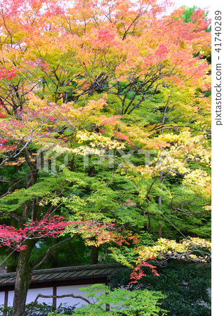 秋天京都東山 秋天京都東山 41740289