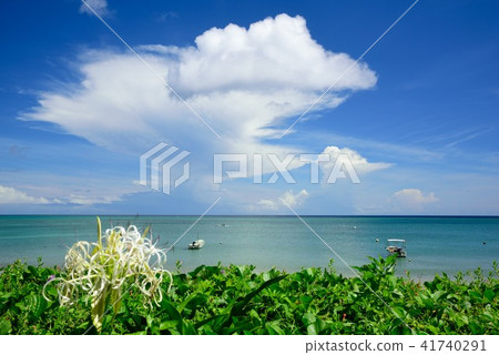 <A美大島>夏日的早晨的陽光海岸03 <A美大島>夏日的早晨的陽光海岸03 41740291