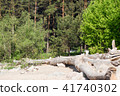 forest in summer 41740302