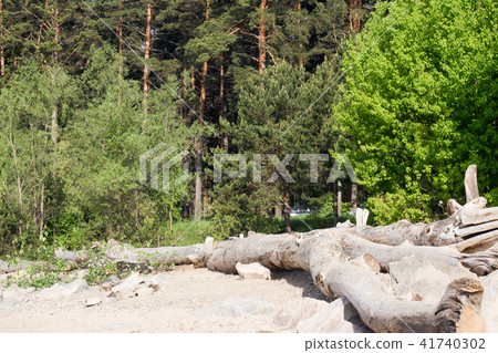 forest in summer forest in summer 41740302