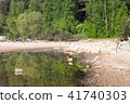 reflection of the forest in the water 41740303