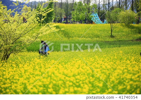 Rapeseed Flower World Rapeseed Flower World 41740354