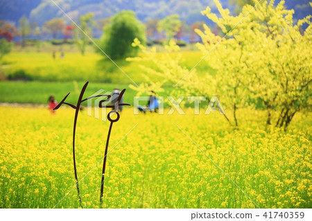 油菜花世界 油菜花世界 41740359