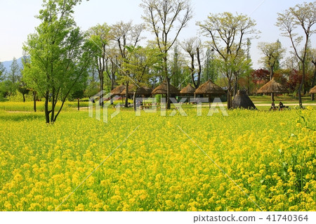 強姦花 41740364