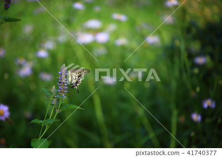 虎蝴蝶 虎蝴蝶 41740377