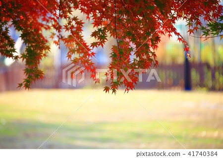 Maple Maple 41740384