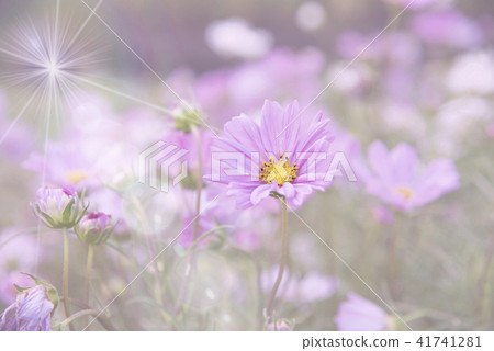 Cosmos Flower soft blur for background 41741281