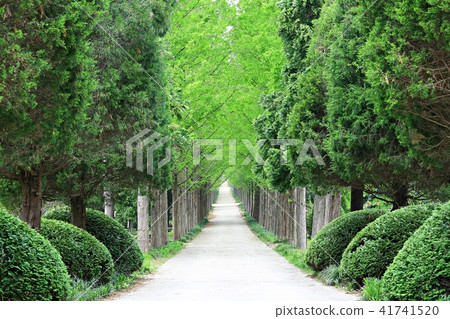 The way I want to walk! The way I want to walk! 41741520