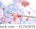 Cherry Blossoms	 41741659