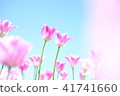 Tulip 41741660