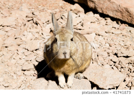 Southern viscacha close up,Bolivia Southern viscacha close up,Bolivia 41741873