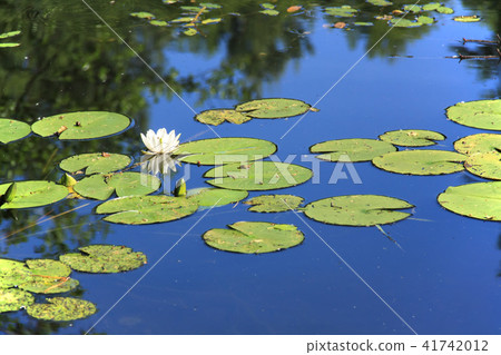 White lotus on surface of pond. 41742012