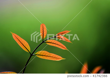 Young plant growing Young plant growing 41742366