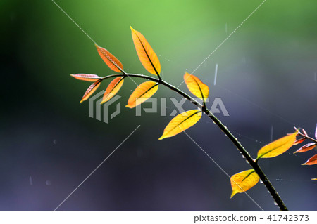 Young plant growing Young plant growing 41742373