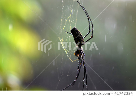 A Large Spider Found In Indonesia  41742384