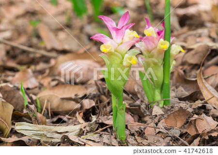 Flower of Curcuma zanthorrhiza  41742618
