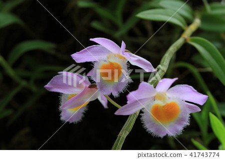 石斛蘭,蘭花,蘭科 41743774