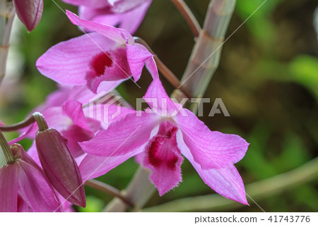 石斛蘭,蘭花,蘭科 石斛蘭,蘭花,蘭科 41743776