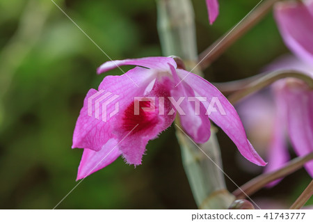 石斛蘭,蘭花,蘭科 41743777