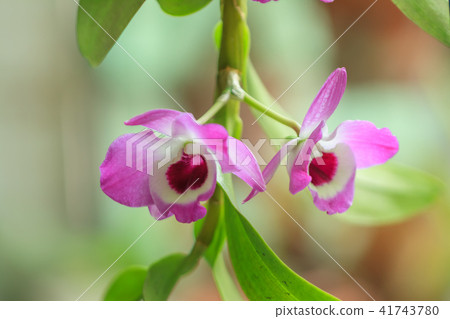 石斛蘭,蘭花,蘭科 41743780