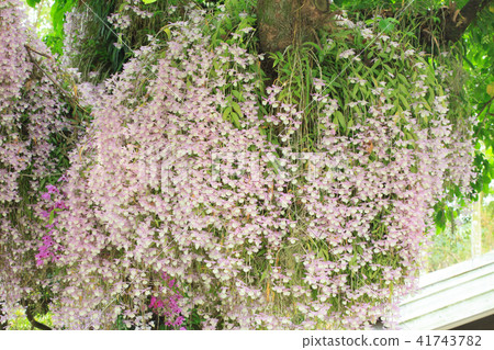 石斛蘭,蘭花,蘭科 41743782